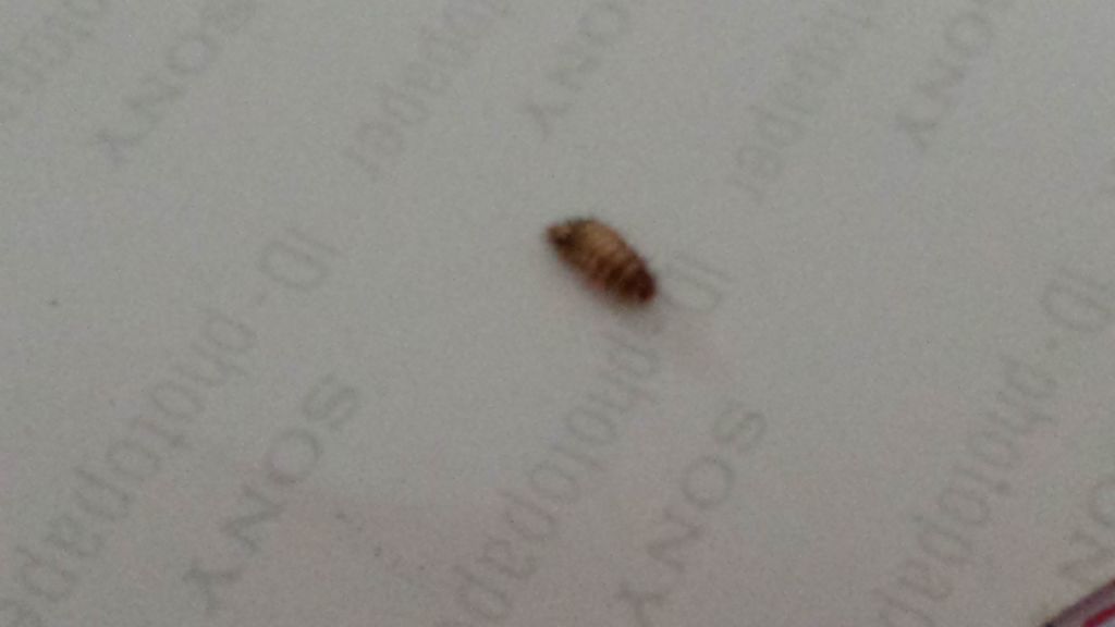 Larve di Anthrenus sp. Come si eliminano?